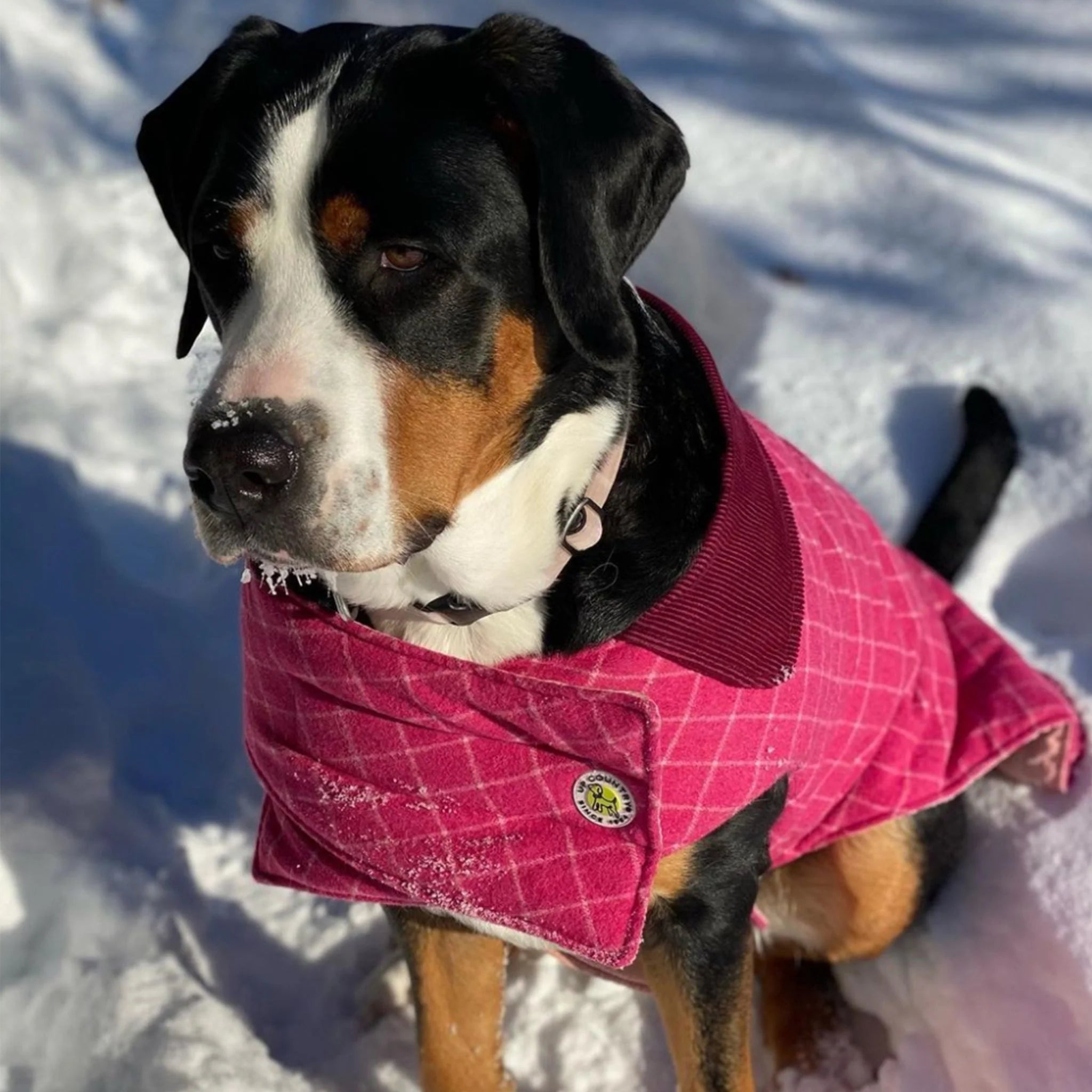 Dog wearing a pink coat standing in the snow