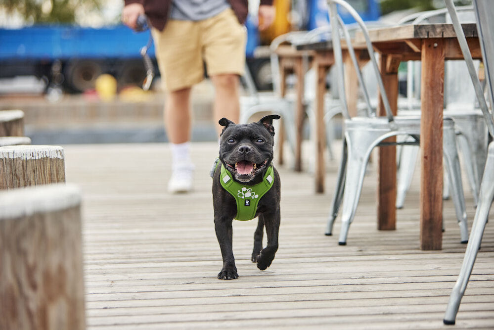 Dog running on a wooden deck with people and tables in the background
