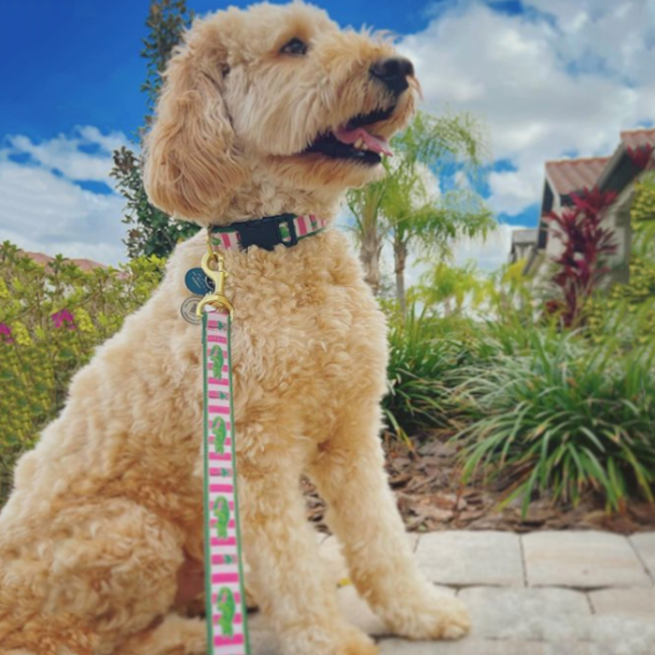 ALLIGATOR-DOG-COLLAR-LEASH-HARNESS