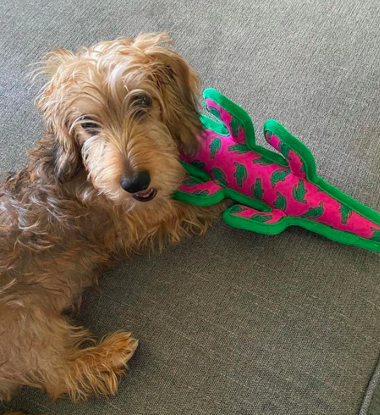 ALLIGATOR-DOG-TOY