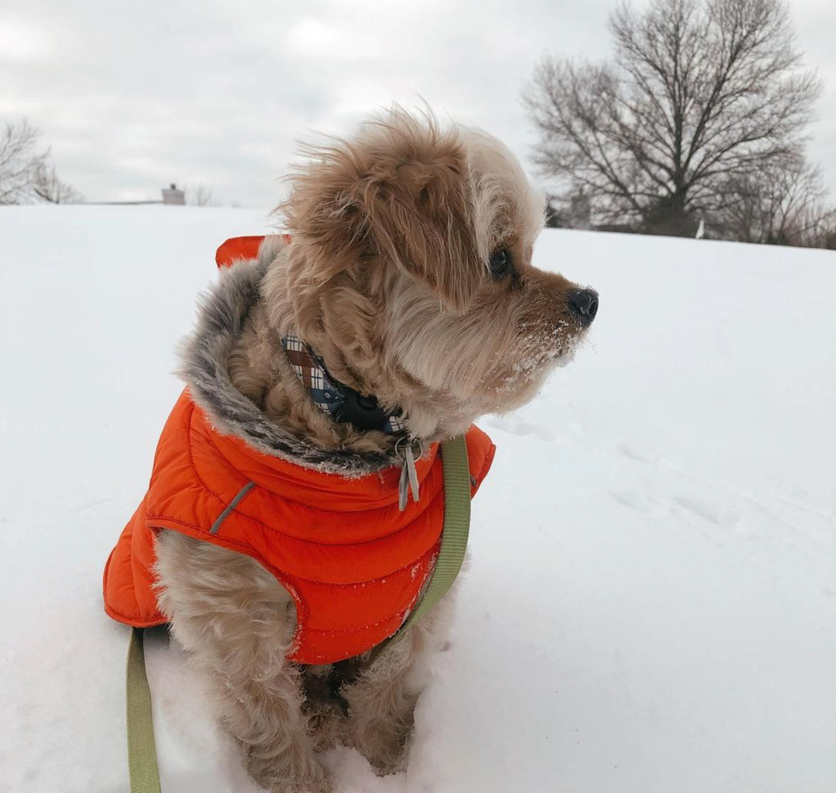 ALPINE-EXTREME-WEATHER-DOG-COAT-ORANGE