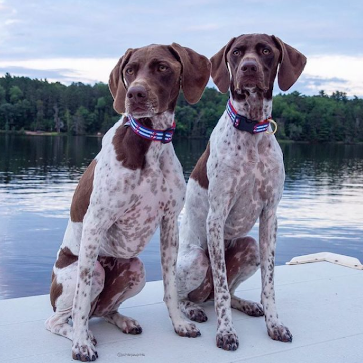 ANCHORS-AWEIGH-DOG-COLLAR-LEASH-HARNESS