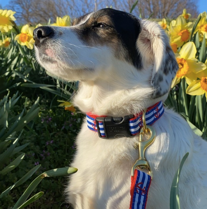 ANCHORS-AWEIGH-DOG-LEASH-COLLAR