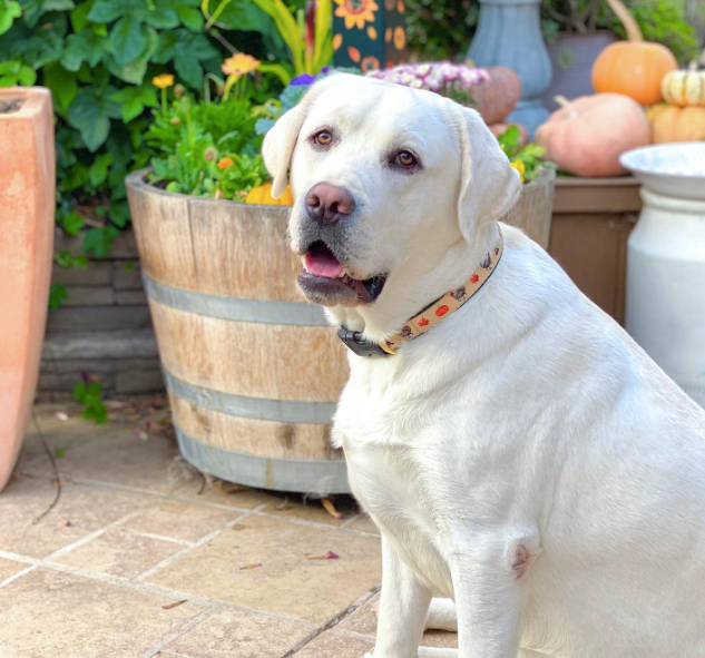 APPLE-OF-MY-EYE-DOG-COLLAR