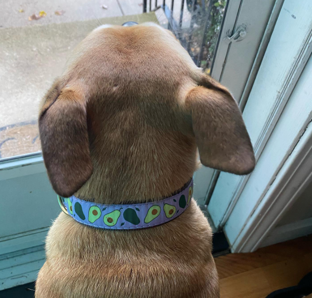 AVOCADO-DOG-COLLAR