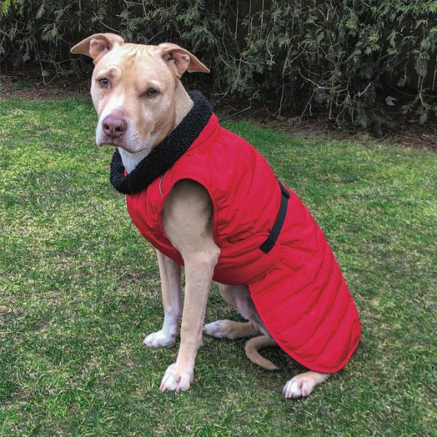 BASECAMP-DOG-COAT-PARKA-RED