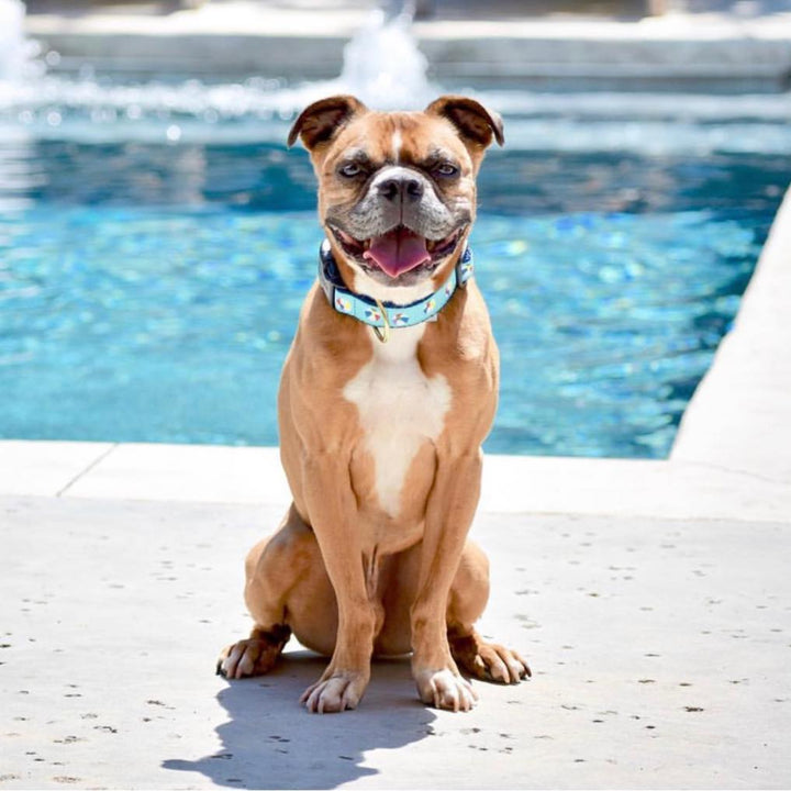 BEACH-BALLS-DOG-COLLAR-LEASH-HARNESS