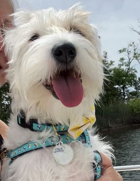 BEACH-BALLS-DOG-HARNESS