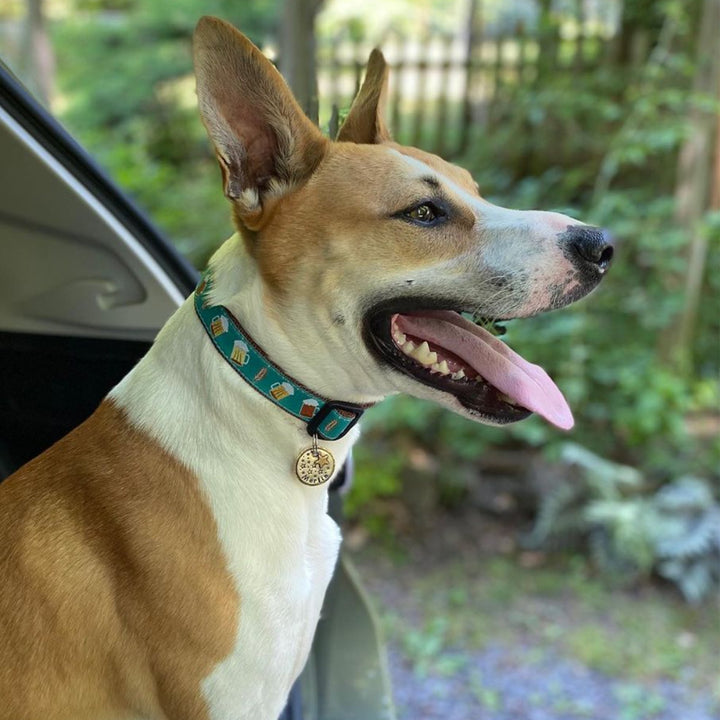 BEER-DOG-COLLAR-LEASH-HARNESS