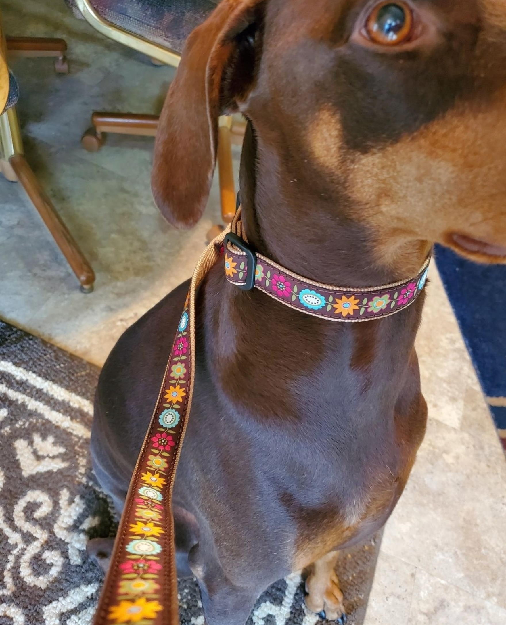 bella-floral-dog-leash