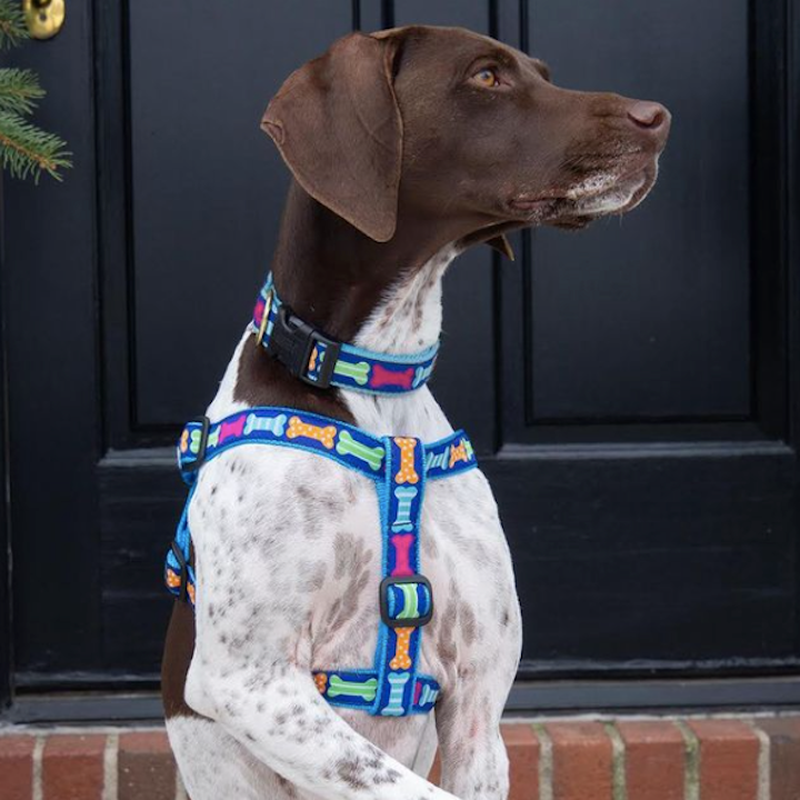 BIG-BONES-DOG-COLLAR-LEASH-HARNESS