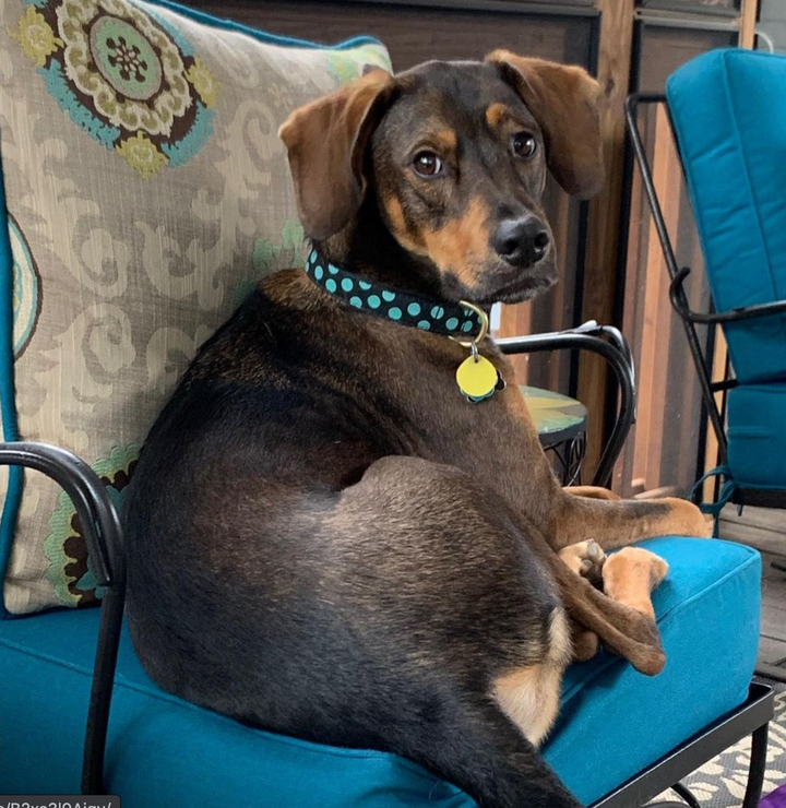BLACK-AQUA-DOT-DOG-COLLAR-LEASH-HARNESS