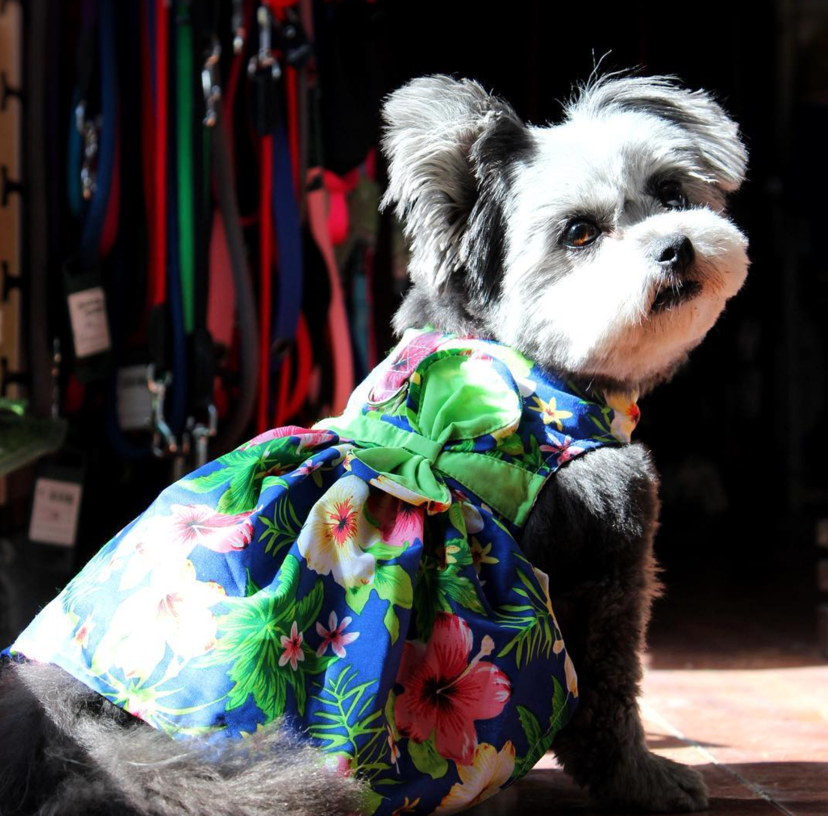 BLUE-HAWAIIAN-HIBISCUS-DOG-DRESS