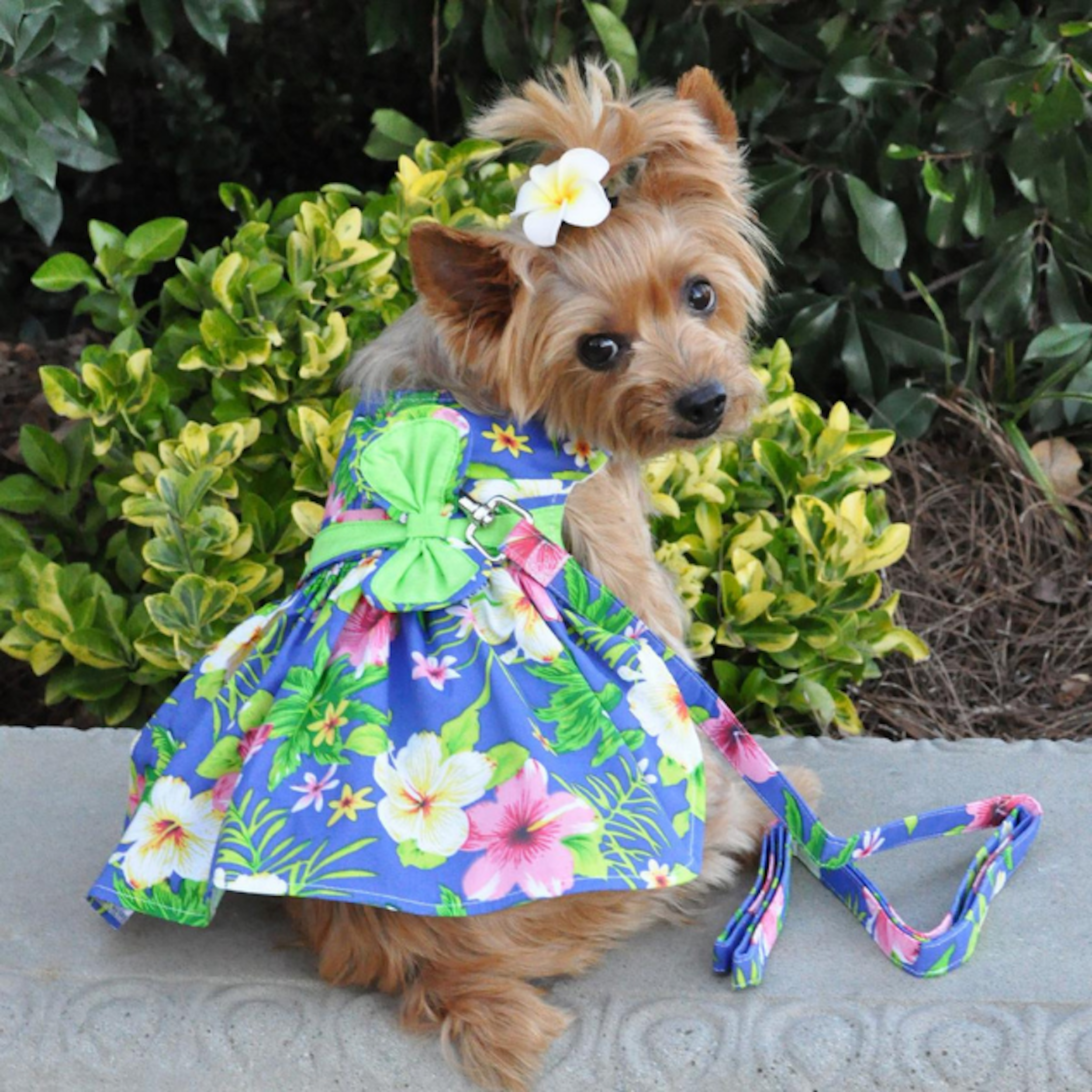 BLUE-LAGOON-FLORAL-DOG-PARTY-DRESS-BOULDERBARKS