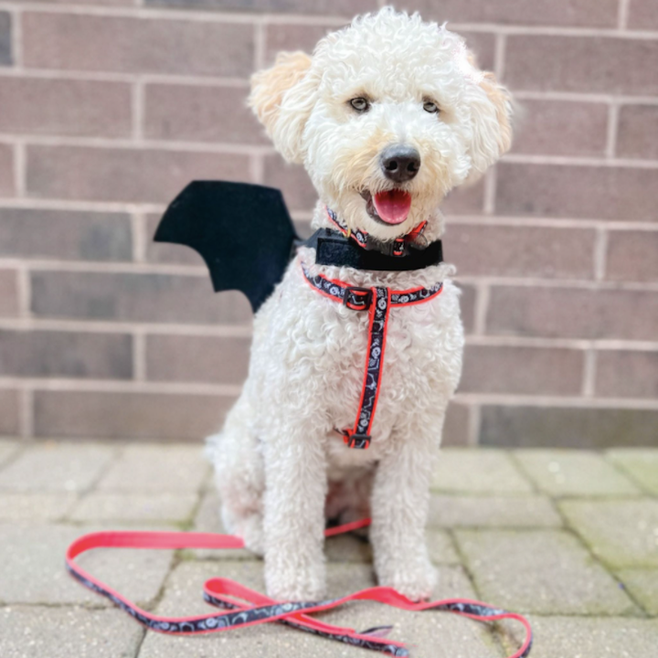 BONE-JANGLES-HALLOWEEN-DOG-COLLAR-LEASH-HARNESS