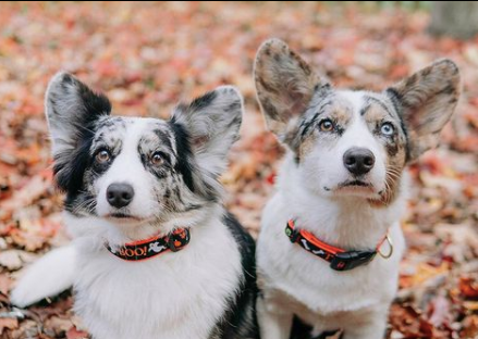 BOO-TRICK-TREAT-HALLOWEEN-DOG-COLLAR-LEASH-HARNESS