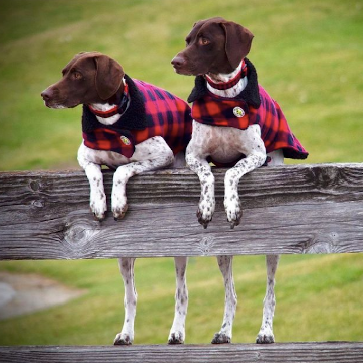 BUFFALO-CHECK-COAT-DOG-COLLAR-LEASH-HARNESS