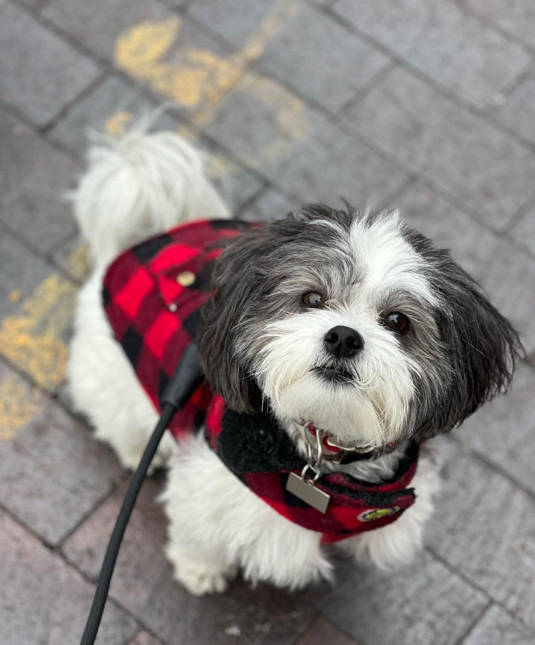 BUFFALO-PLAID-DOG-COAT