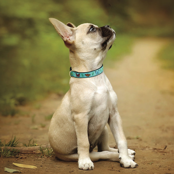 BUTTERFLY-EFFECT-DOG-COLLAR-LEASH-HARNESSit