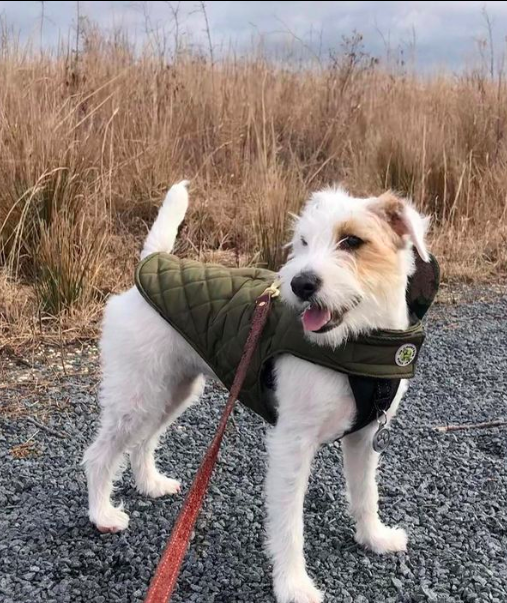 CAMO-REVERSIBLE-DOG-COAT