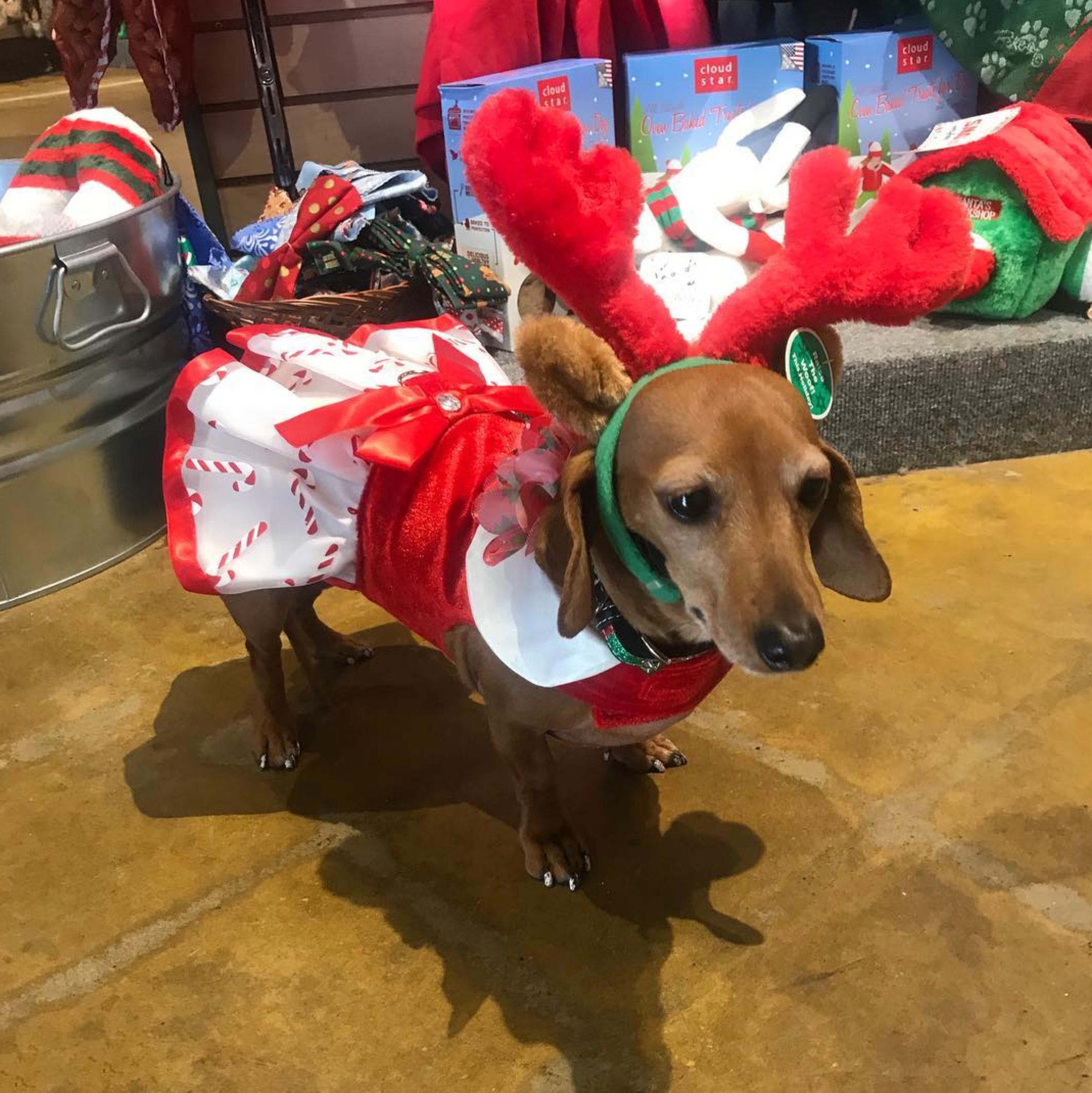 CANDY-CANE-DOG-DRESS-CHRISTMAS