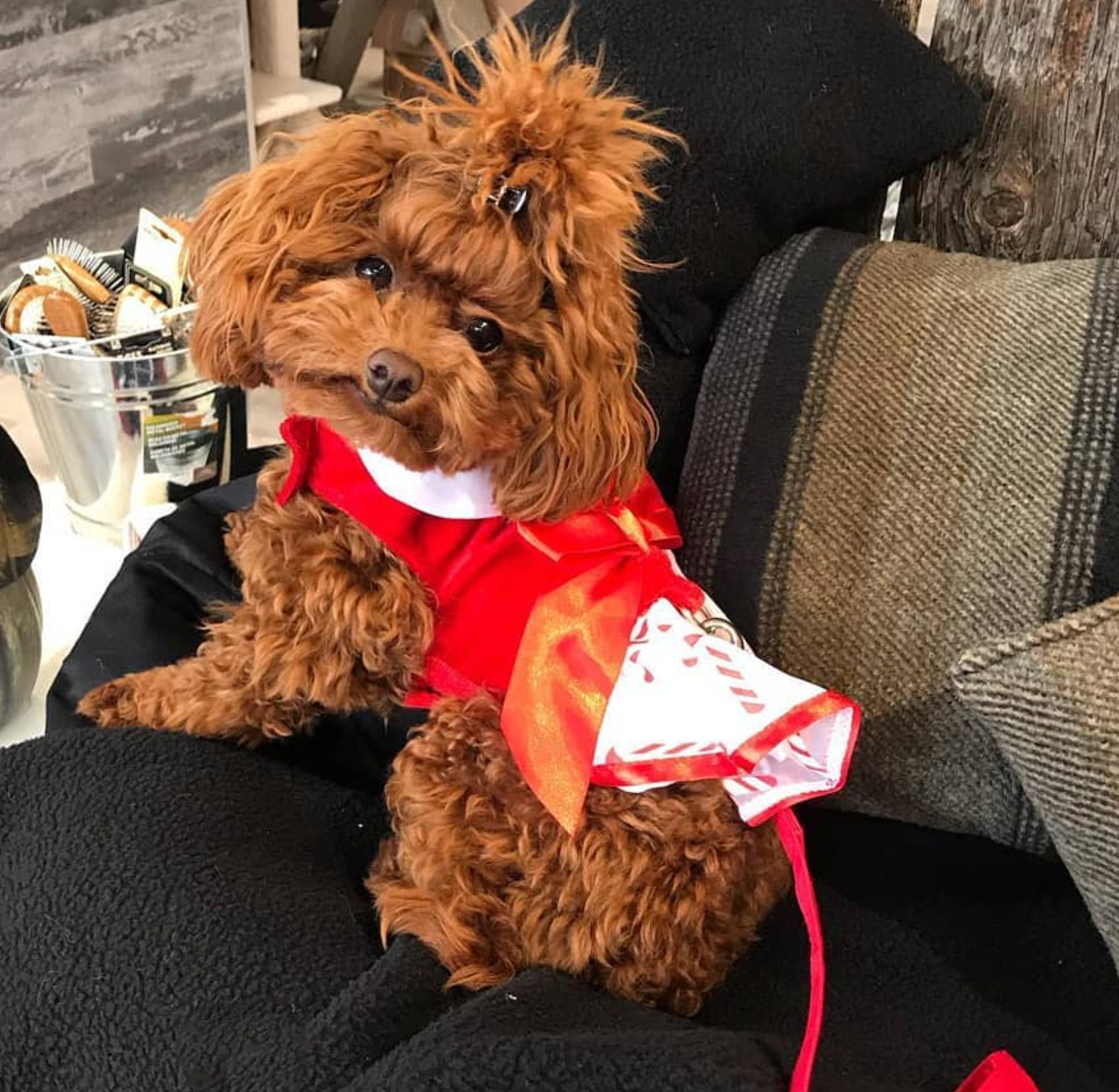 CANDY-CANE-DOG-DRESS-CHRISTMAS