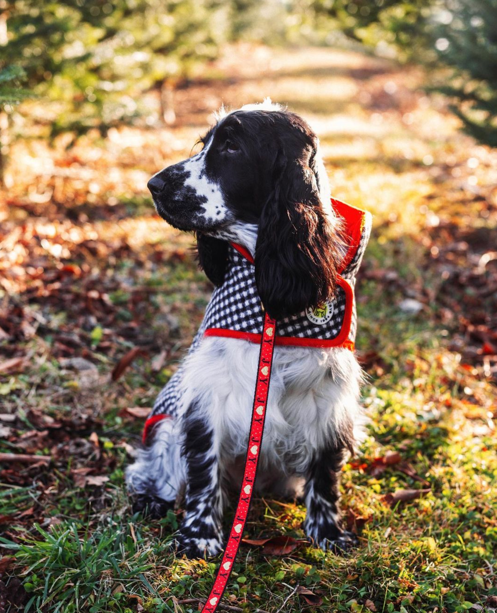 christmas-dog-joy-leash