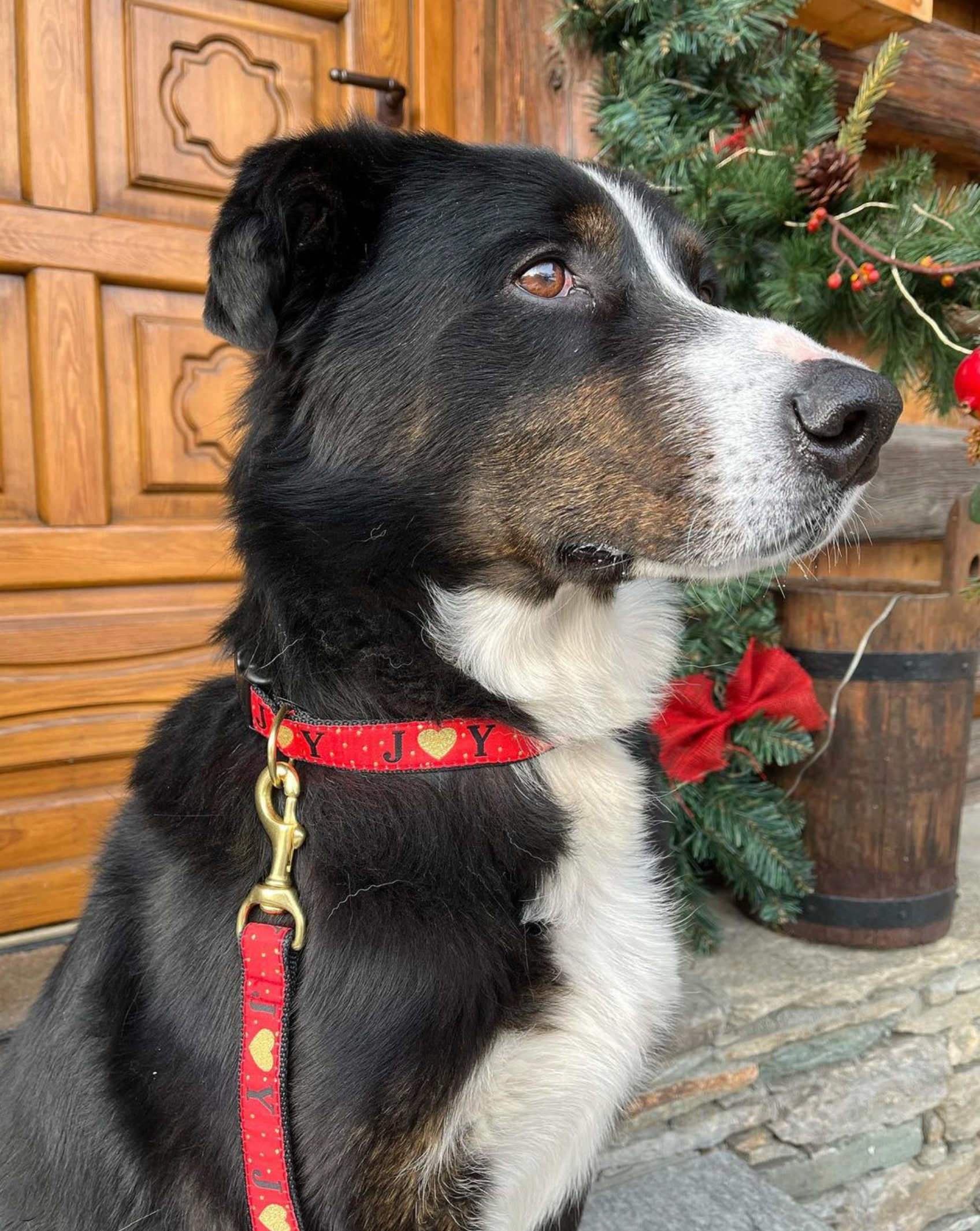 CHRISTMAS-JOY-DOG-COLLAR-LEASH