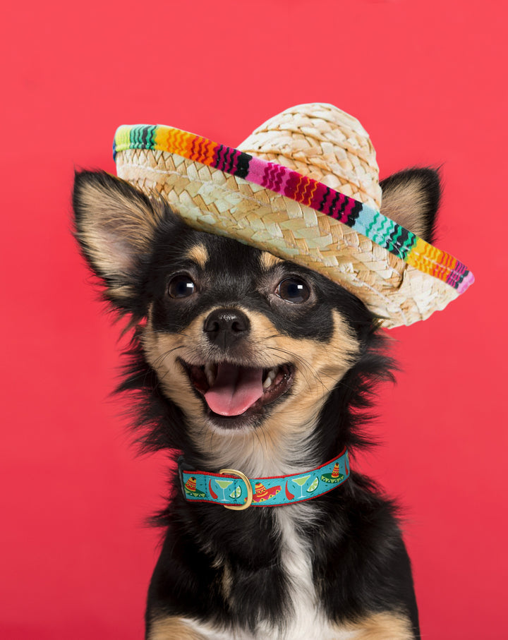 CINCO-DE-MAYO-DOG-COLLAR-LEASH-HARNESS