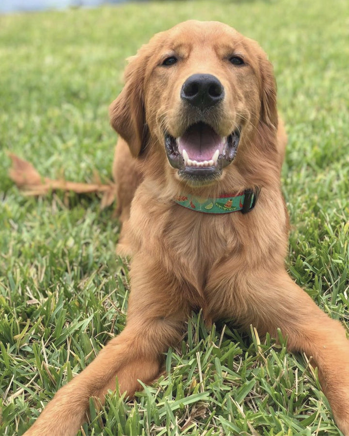 CINCO-DE-MAYO-DOG-COLLAR-LEASH-HARNESS