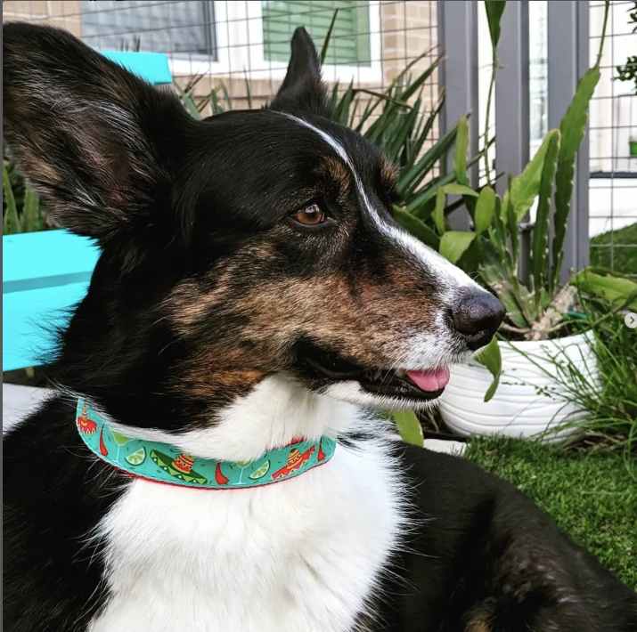 CINCO-DE-MAYO-DOG-COLLAR