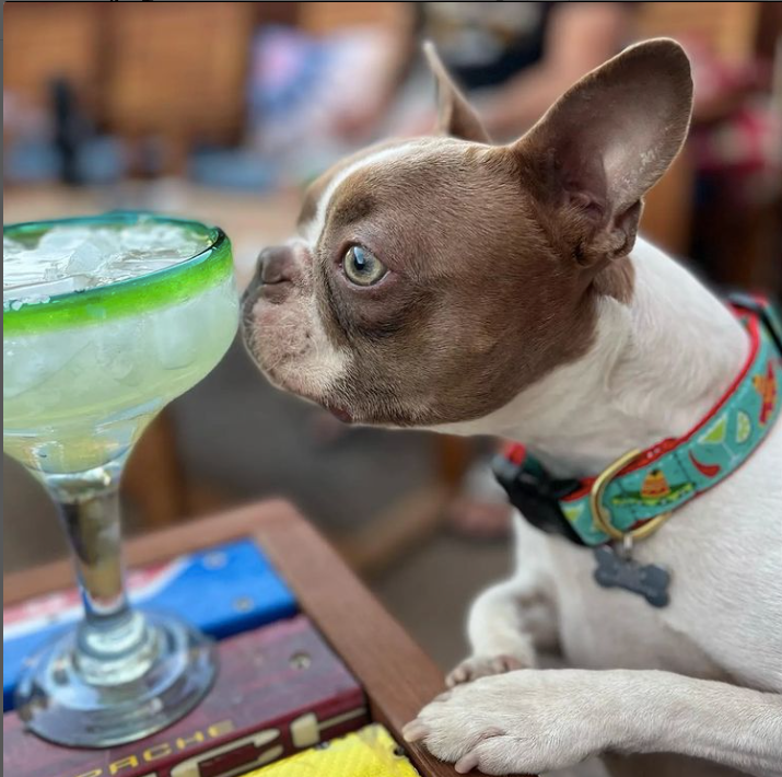 CINCO-DE-MAYO-DOG-COLLAR