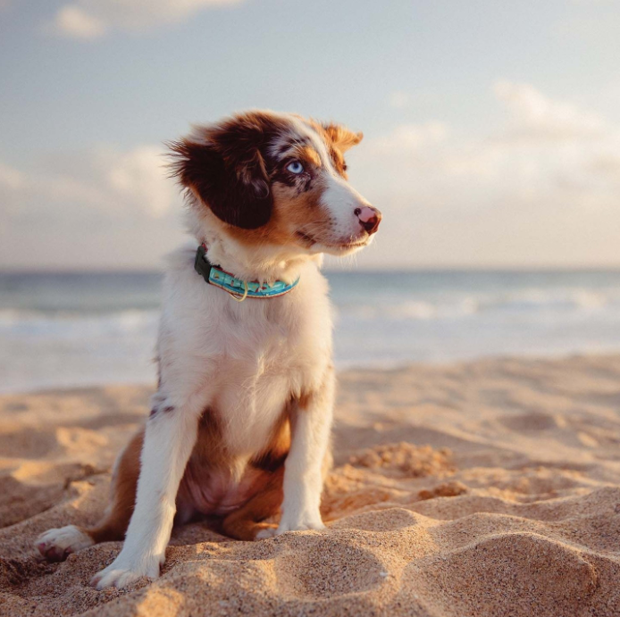 COASTAL-DOG-COLLAR