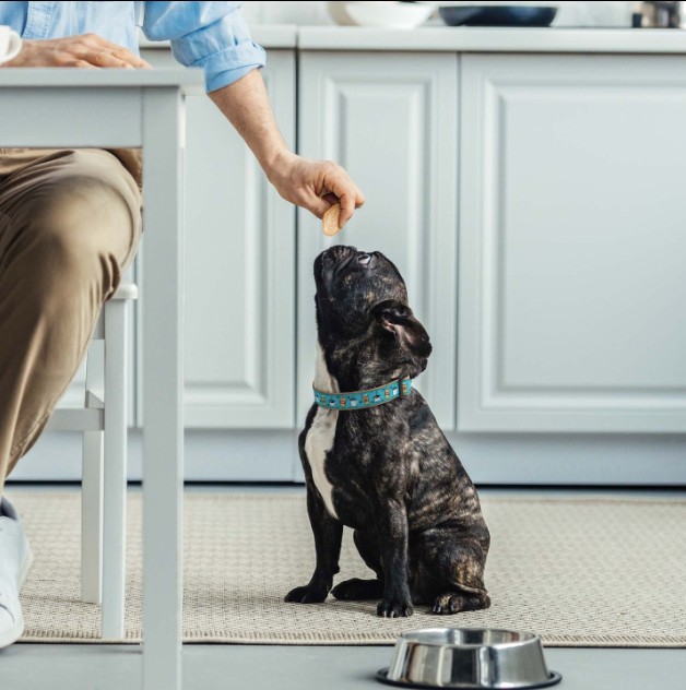 COFFEE-NUT-DOG-COLLAR