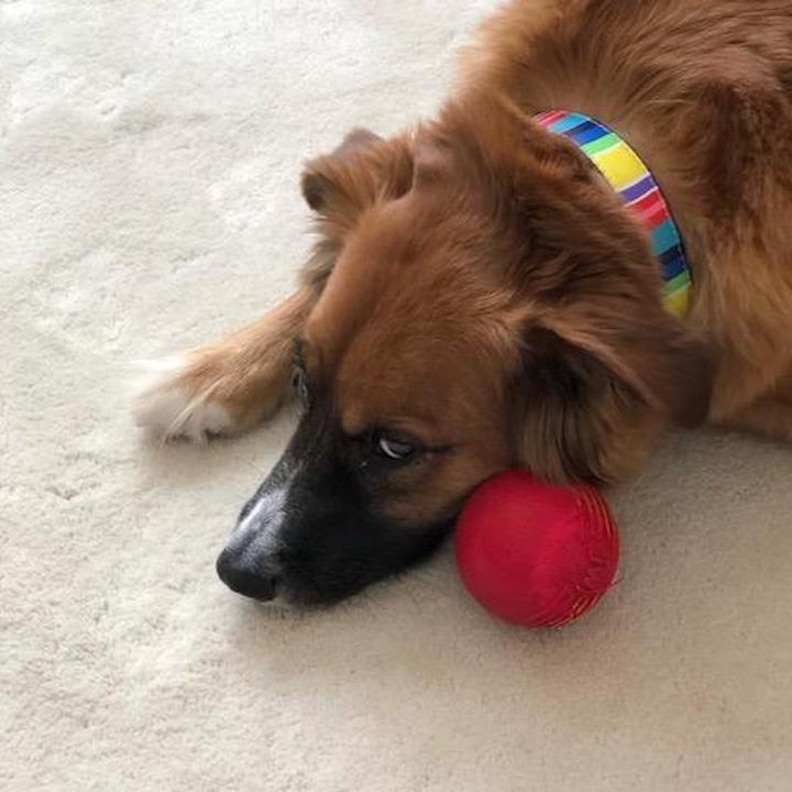 COLORFUL-STRIPES-DOG-COLLAR-LEASH-HARNESS