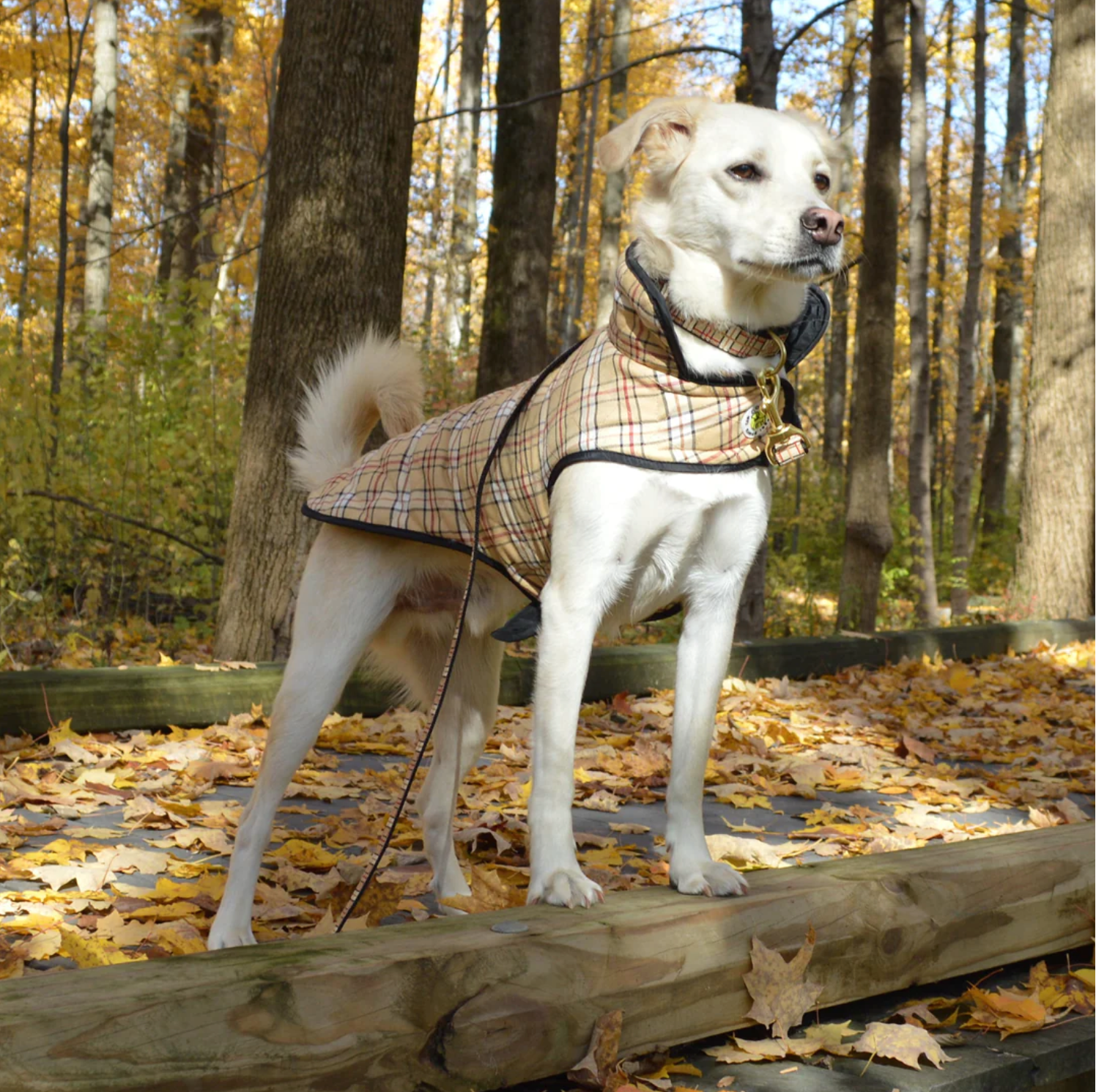 COUNTRY-PLAID-DOG-COAT