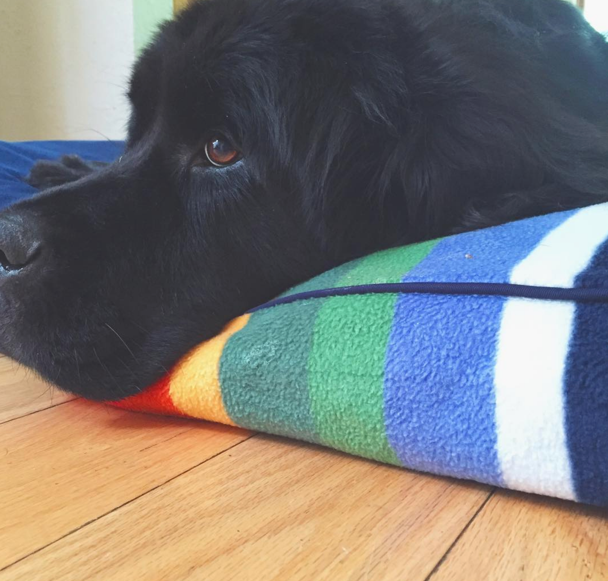 CRATER-LAKE-PENDLETON-NATIONAL-PARK-DOG-BED-NAPPER