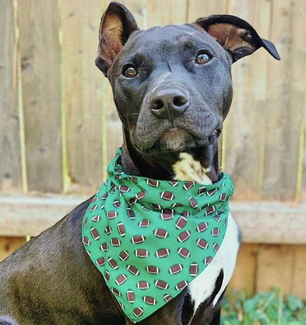 DOG-BANDANA-FOOTBALLS