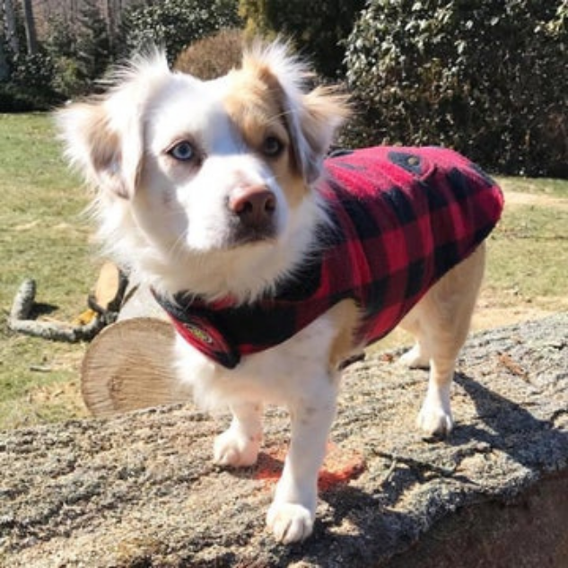 DOG-COAT-RED-BUFFALO-CHECK