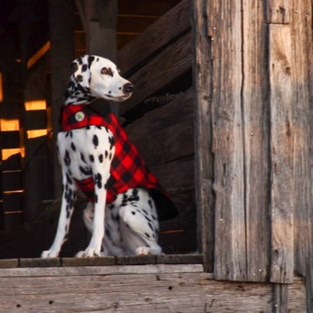 DOG-COAT-RED-BUFFALO-CHECK