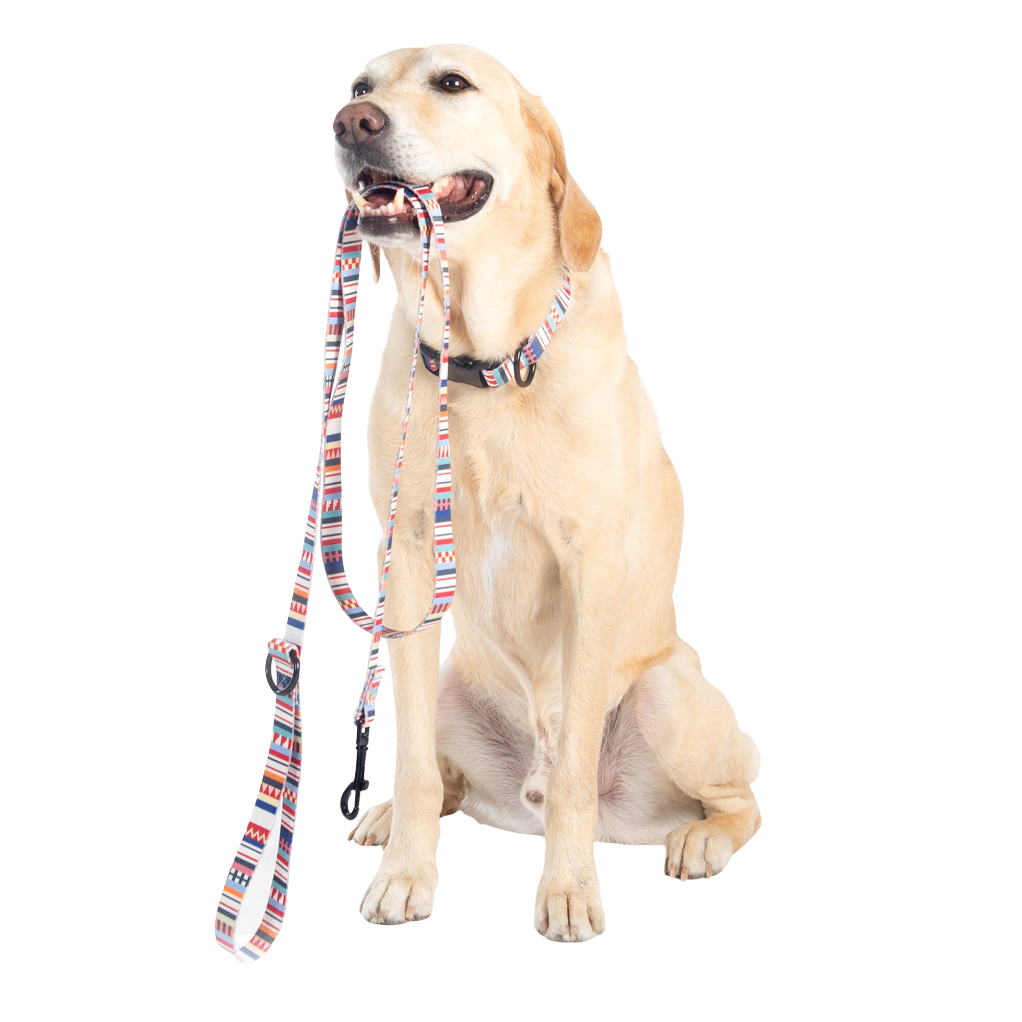 DOG-COLLAR-LEASH-PENDLETON-ADVENTURE-TAMIAMI-BOULDERBARKS