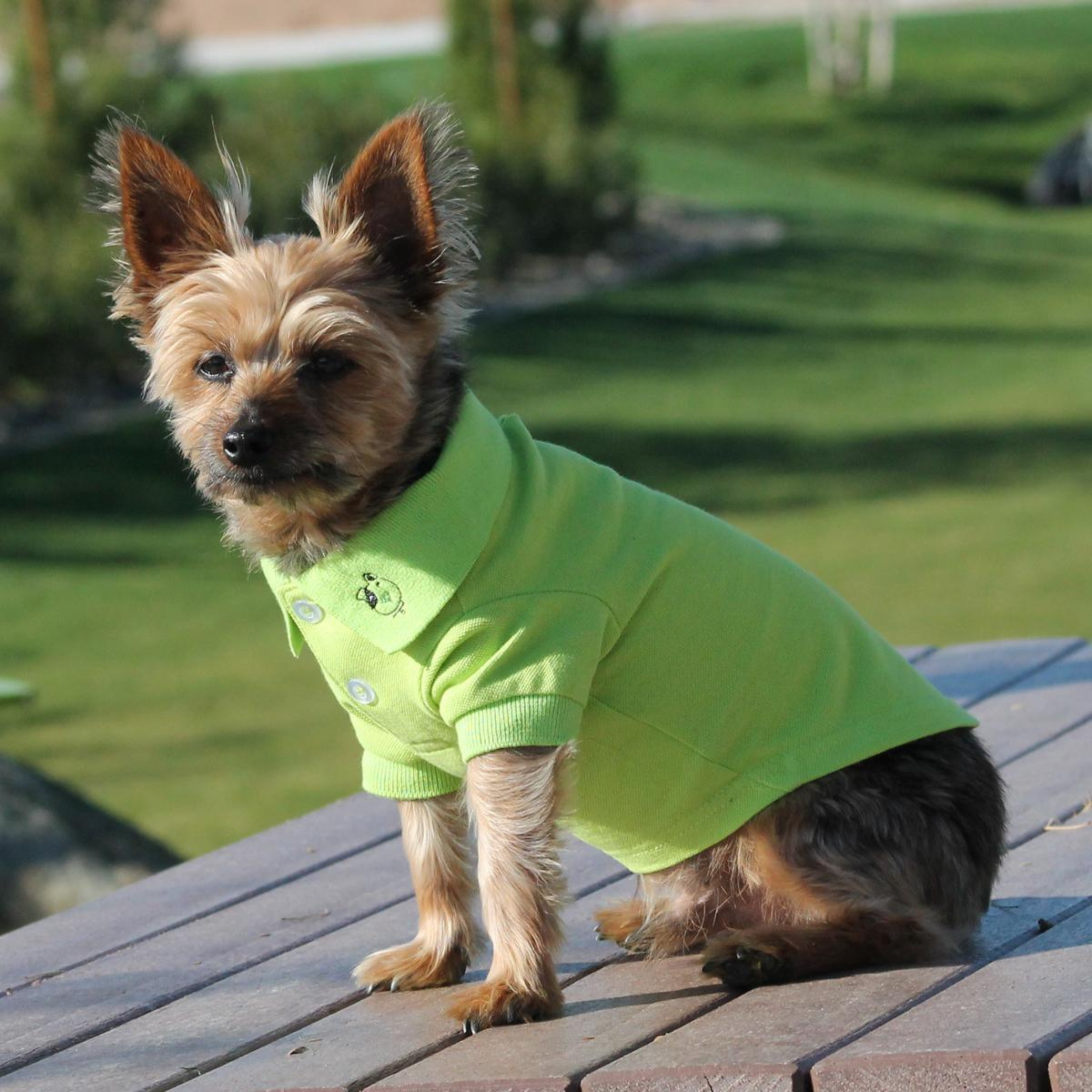 DOG-POLO-SHIRT-GREEN-FLASH