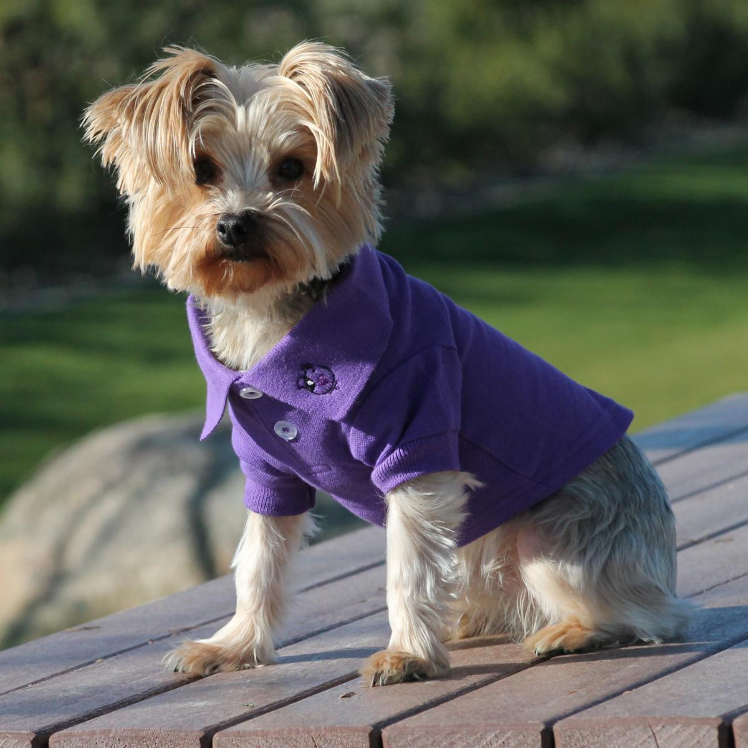 DOG-POLO-SHIRT-ULTRA-VIOLET