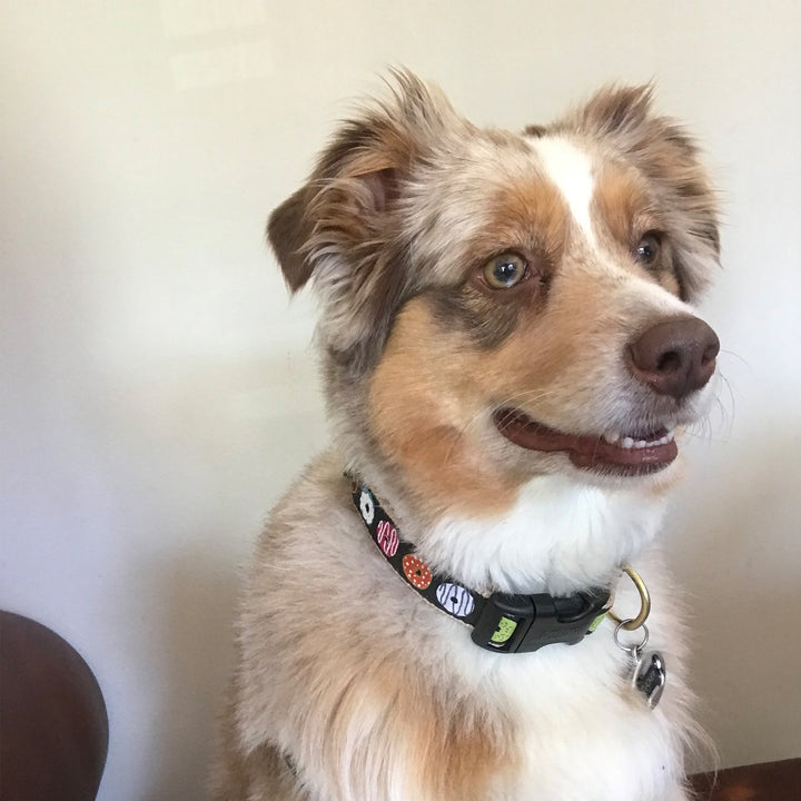 DONUTS-DOG-COLLAR-LEASH-HARNESS