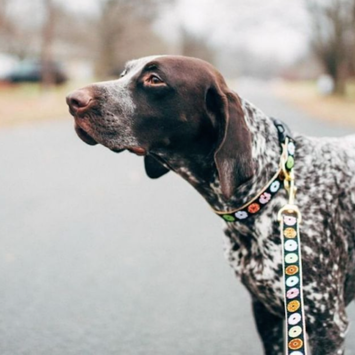 DONUTS-DOG-COLLAR-LEASH-HARNESS