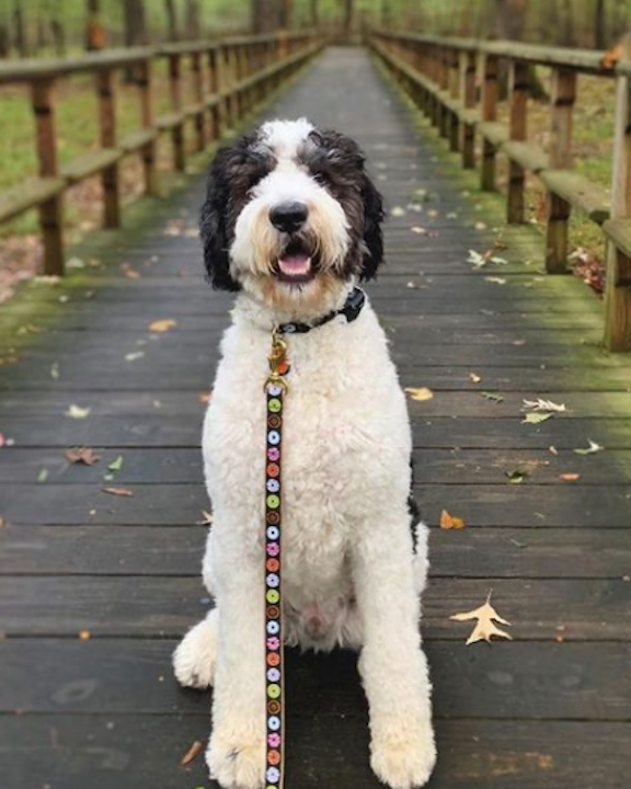 DONUTS-DOG-COLLAR-LEASH-HARNESS