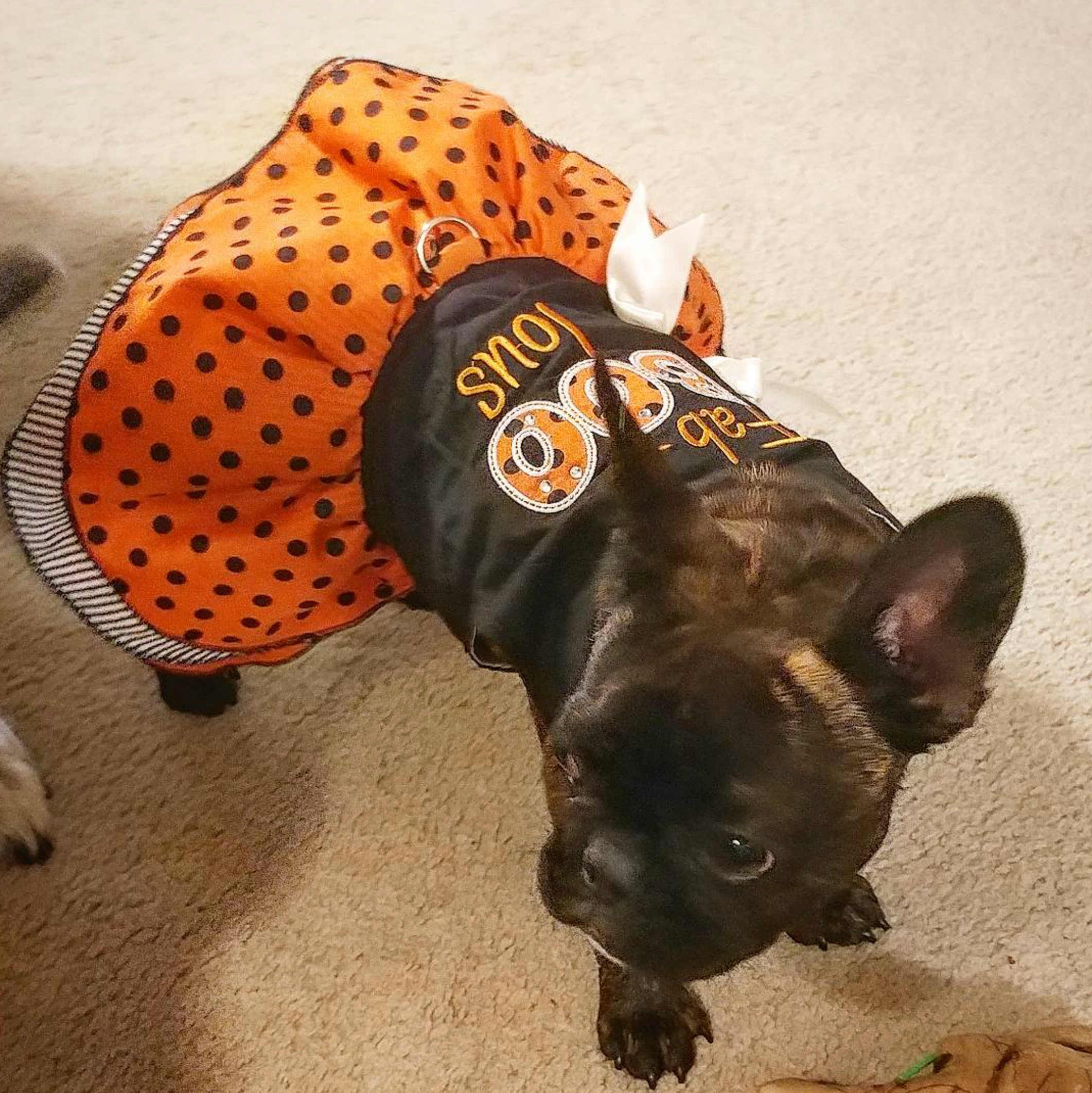 FABOOLOUS-HALLOWEEN-DOG-DRESS