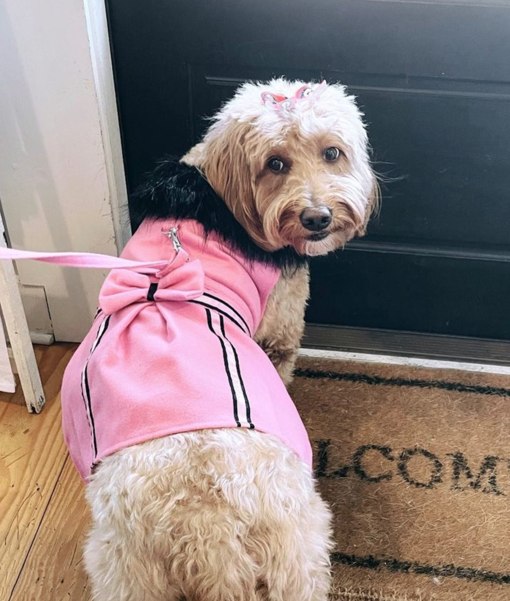 FANCY-PINK-WOOL-DESIGNER-DOG-COAT