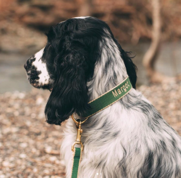 forest-green-bamboo-dog-leash