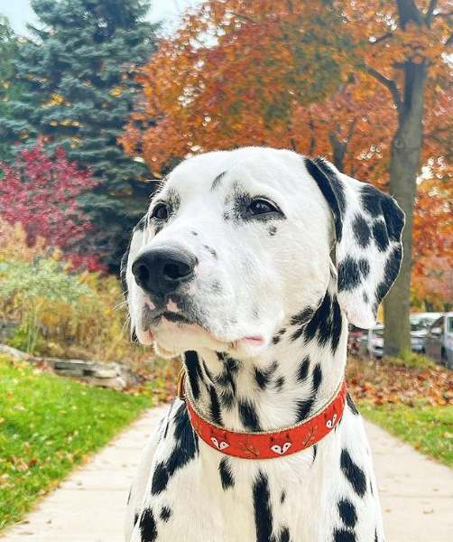 FOXY-DOG-COLLAR-DALMATIAN